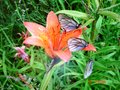 [Природа] Цветы и бабочки